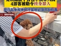 판다 기지에 애완동물 몰래 동반한 관람객, 평생 ‘출입 금지’